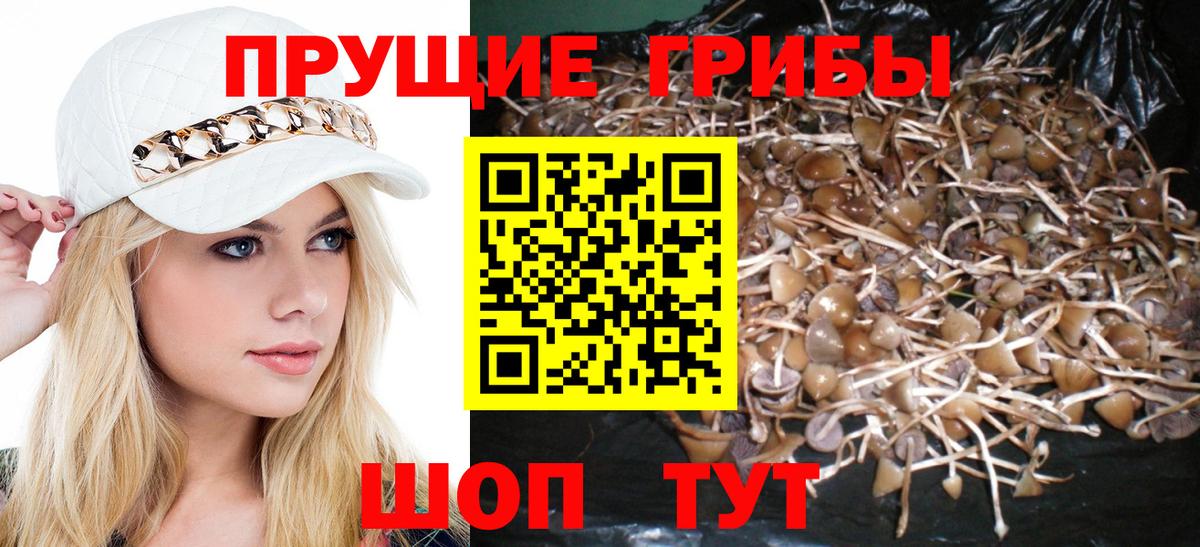 Псилоцибиновые грибы мицелий  Псилоцибиновые грибы Psilocybe  Барабинск 